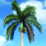 Royal Palm